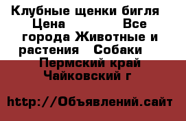 Клубные щенки бигля › Цена ­ 30 000 - Все города Животные и растения » Собаки   . Пермский край,Чайковский г.